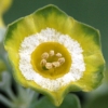 Auricula Margaret - Abriachan Nurseries